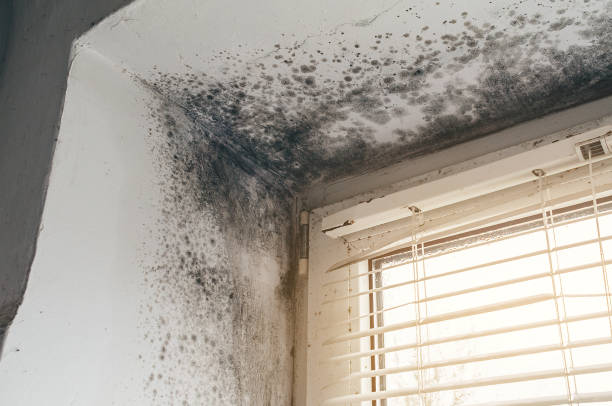 Affordable Attic Mold Remediation solutions in Newton Upper Falls, MA